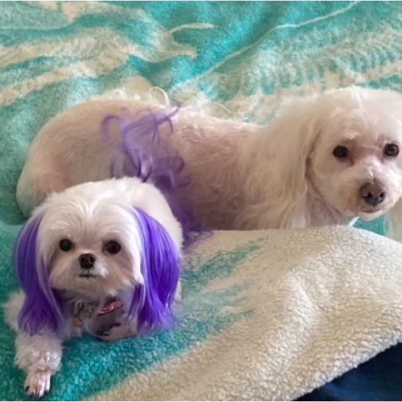 Please like this and come to my shows. Thanks 🙏 see ya there!!😊 - Picture 11 of 16